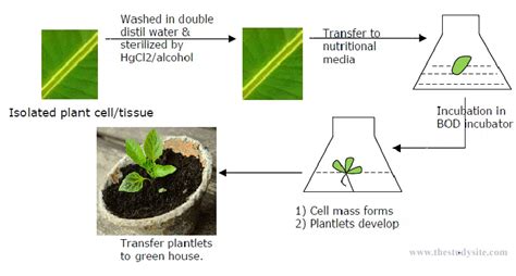 Basic Technique Of Plant Tissue Culture