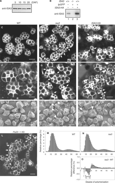 Sedimentation of amyloplasts within the cell has been correlated with the capacity of the plant to perceive gravity. Amyloplast and starch granule morphology in the endospe ...