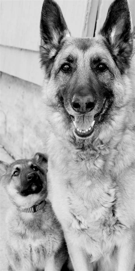 415 Best German Shepherd Dogs In Black And White Images On Pinterest