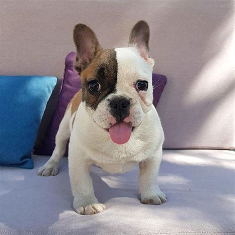 Despite the fact that french bulldogs posses oversized personalities, their bodies are actually small. What is the mini French bulldog? - Frenchie World Shop