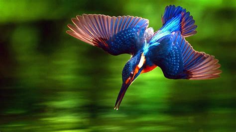 Kingfisher Bird Photo Photo Hub