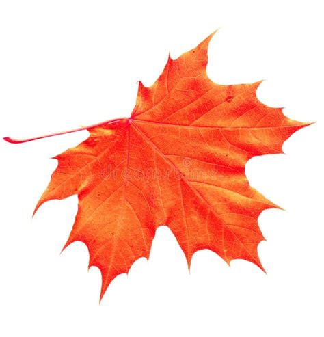 Orange Maple Leaf Stock Photo Image Of White Autumn 6148970