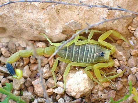 Worlds Deadliest Scorpion Fat Tailed Scorpion And Death Stalker