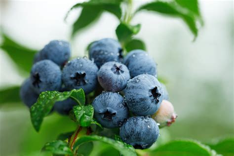 Blueberry Wallpapers High Quality Download Free