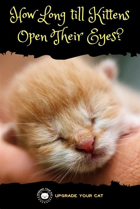 How Long Till Kittens Open Their Eyes What To Expect Kitten Eyes