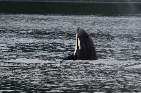 Orca Killer Whale Kenai Fjords National Park Us National Park