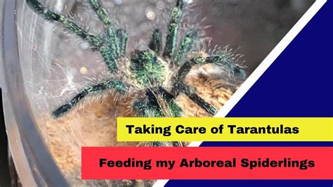 Tarantula Care Food And Water For My Arboreal Tarantula Slings Youtube