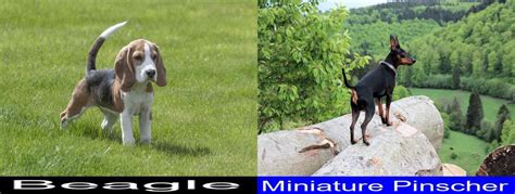 Which Is Better Between The Beagle And The Miniature Pinscher A Very