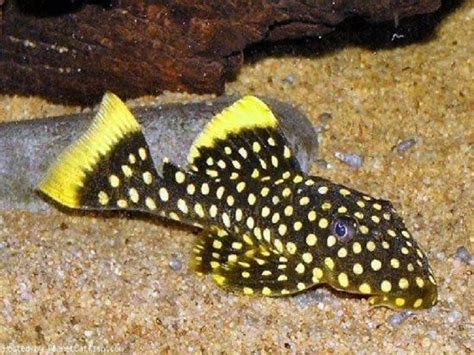 The Complete Guide To Gold Nugget Pleco Care Fishkeeping World