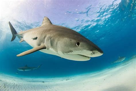 Sharks In Maldives Learn About The Exotic Creatures A Listly List