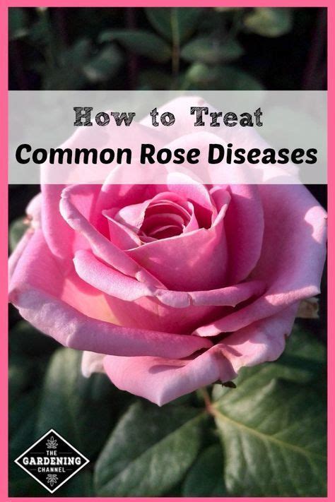 Rose Plants Are Susceptible To Numerous Diseases Learn How To Recognize Rose Diseases And Know
