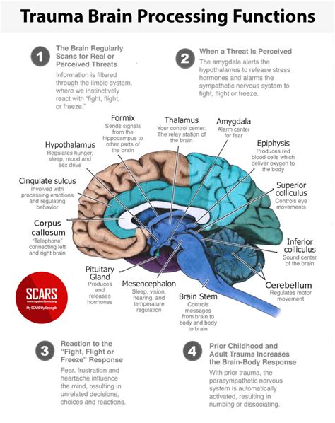 Trauma Brain Processing Functions Infographic