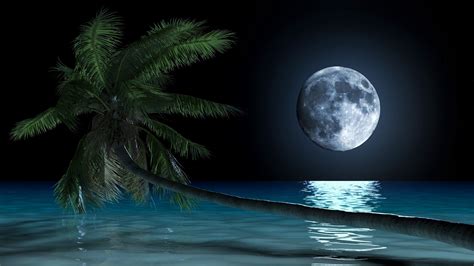 Beautiful Tropical Landscape At Night Palm Tree Above The Waves Of The
