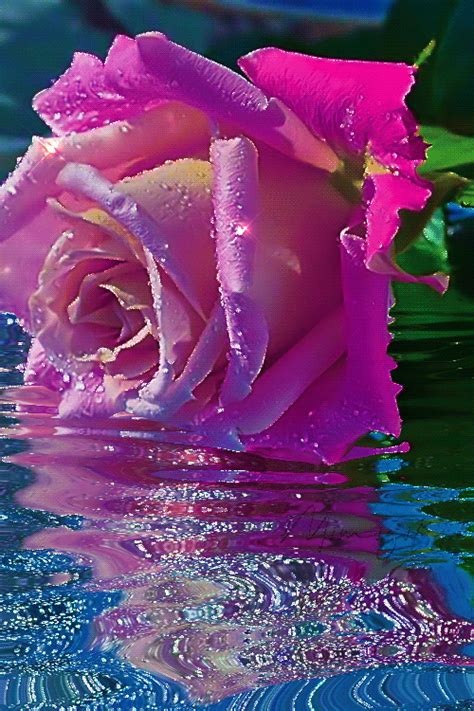 F͞o͞r͞ Y͞o͞u͞ With Love ♡♥♡ Good Morning Flowers Rose Rose Flower