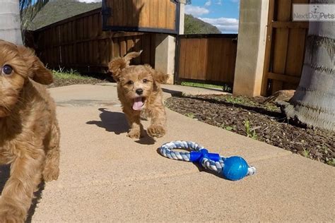 Thank you for stopping by to learn about our cavapoos. Kingston: Cavapoo puppy for sale near San Diego ...