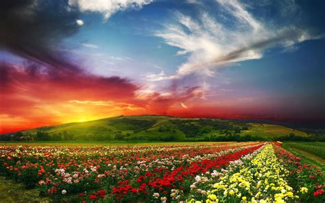 Hintergrundbilder Sonnenlicht Landschaft Sonnenuntergang Blumen