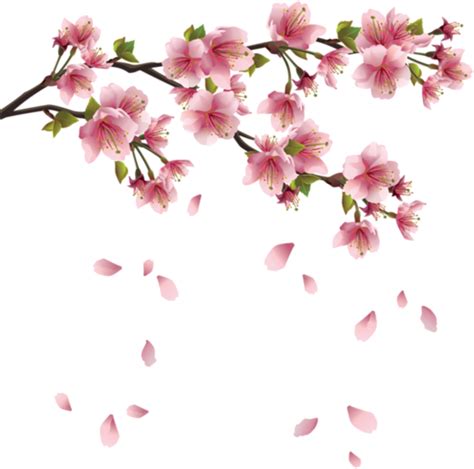 Sakura Cherry Blossom, Cherry Blossom Flowers, Watercolor - Transparent Background Cherry ...