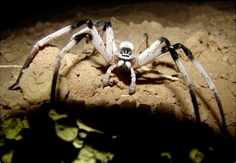 New Spider Cerbalus Aravensis Is Discovered In Jordan The New York
