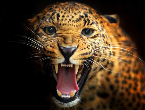 Sfondi Animali Natura Grandi Gatti Barba Leopardo Giaguaro