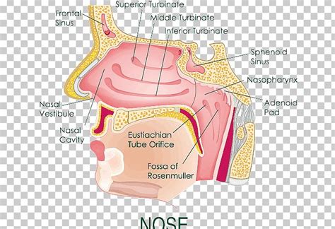 Anatomy Of The Human Nose Nasal Cavity Diagram Png Clipart Anatomy