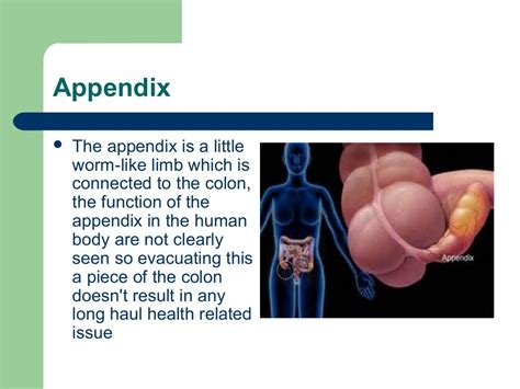 Where Is Your Appendix
