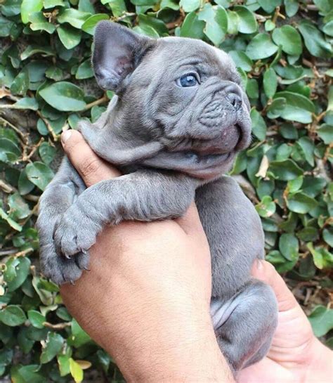 10 French Bulldogs To Make You Feel Fuzzy I Heart Pets