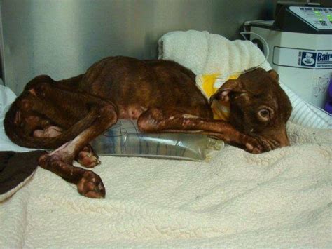 neuveriteĽnÉ pes ktorý prežil vlastnú smrť elektricke obojky sk