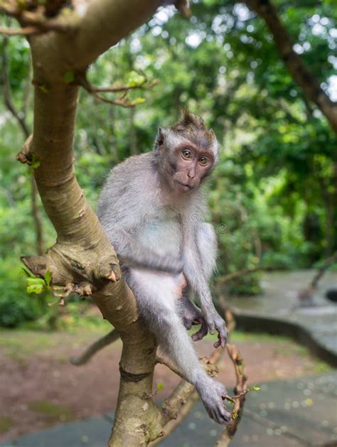 Monkey On The Tree Monkey Climbing Tree Stock Image Image Of