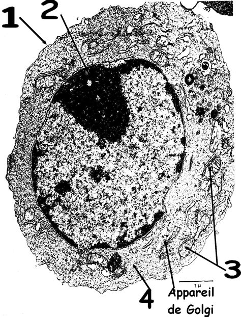 Observation Dune Cellule Au Microscope électronique X25000