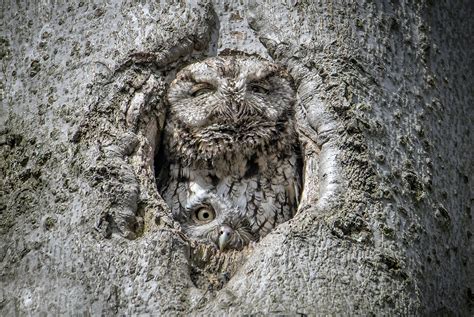 Bfc14070261_npschwarzwald if you need help finding the perfect shot, please reach out to us at info@blackforestcollective.com. Adorable baby owls spotted hiding in a hole in a tree ...