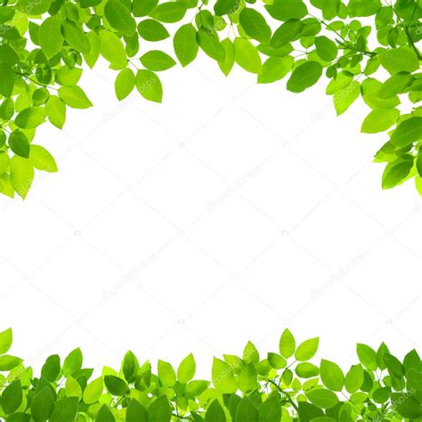 Green Leaves Border On White Background Stock Photo By ©tanatat 53344805