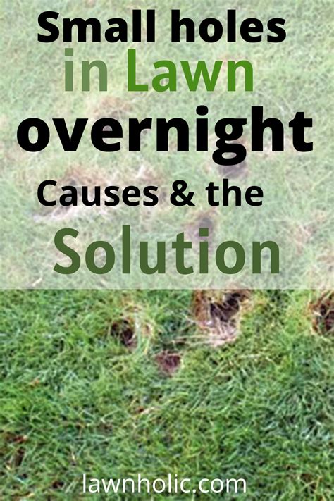 Small Holes In Lawn Overnight Causes What To Do In 2022 Lawn Care Tips Lawn Leveling Lawn