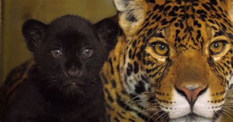 Adorable Rare Black Jaguar Cub Born At English Animal Sanctuary