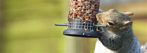 Squirrel Removal Services Ehrlich Pest Control