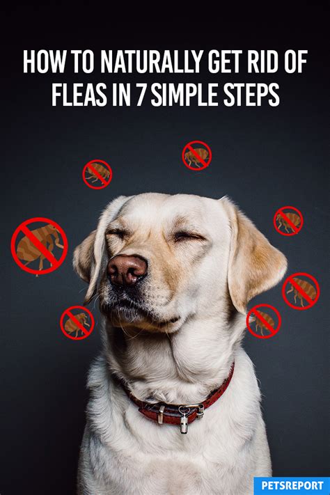 How To Naturally Get Rid Of Fleas In 7 Simple Steps Pets Report