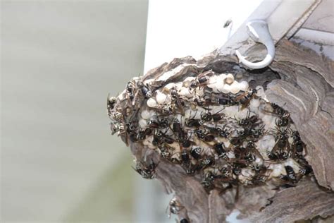 Bald Faced Hornet Nest Everything You Need To Know Midway Pest