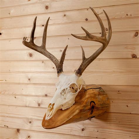 A Deers Skull Mounted On The Side Of A Wooden Wall