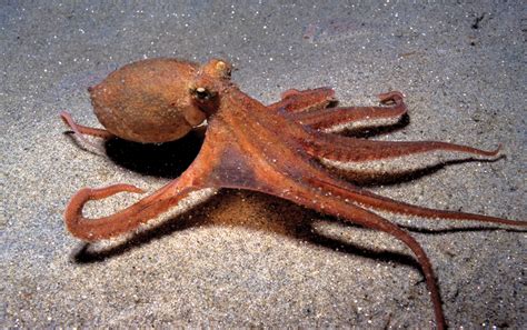 Rolling Under The Sea Scientists Gave Octopuses Ecstasy To Study