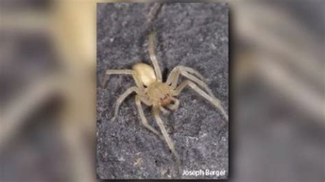 These Venomous Spiders Are Found In Western Washington