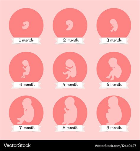 Embryo Development Human Fetus Growth Stages Vector Image
