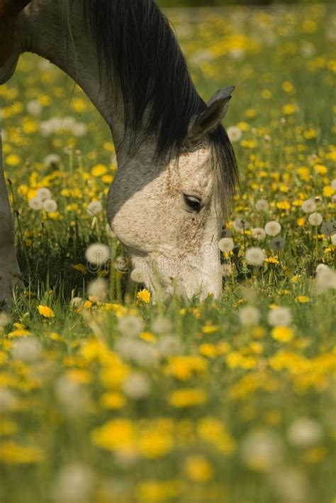 Grazing White Horse Picture Image 2756460