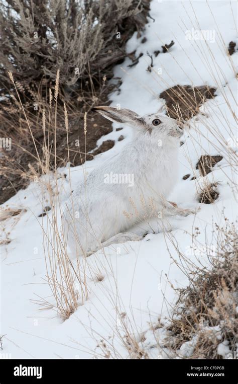 White Tailed Jackrabbit Snow Winter Hi Res Stock Photography And Images