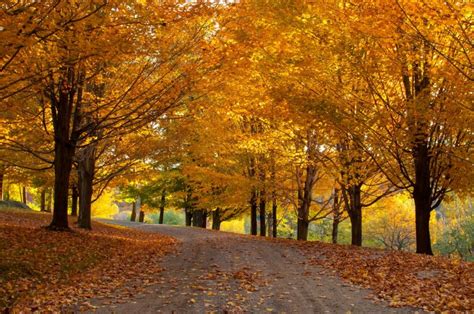 Stowe Vermont Foliage Facts—fall Foliage Faqs Go Stowe