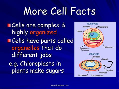 Cell Facts For Kids Gambaran