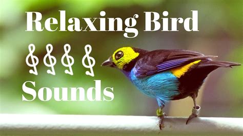 Latest 1 Hour Relaxing Bird Sounds Natural Sound Of Birds Singing