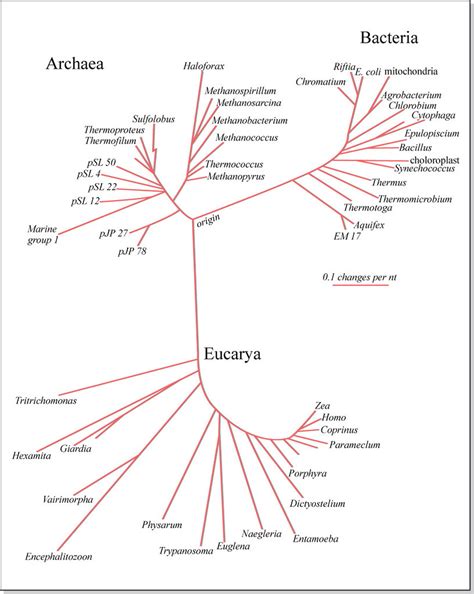 Phylogenetic Tree For Bacteria Archaea And Eucarya Flickr