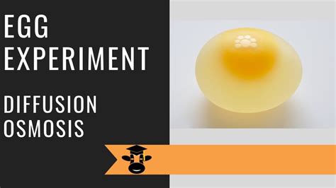 Passive transport, diffusion, and osmosis. Osmosis egg lab report example