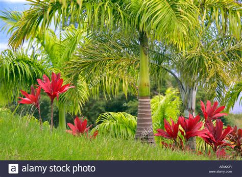 No need to register, buy now! Tropical plants and palm tree Garden of Eden Botanical ...