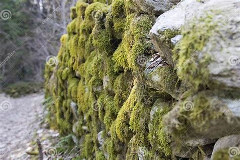 Old Forest Road In The Alps Mossy Old Stone Walls Stock Photo Image