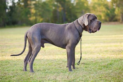Will A Great Dane Protect You And Do They Make Good Guard Dogs